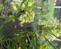 asclepias verticillata 3.jpg